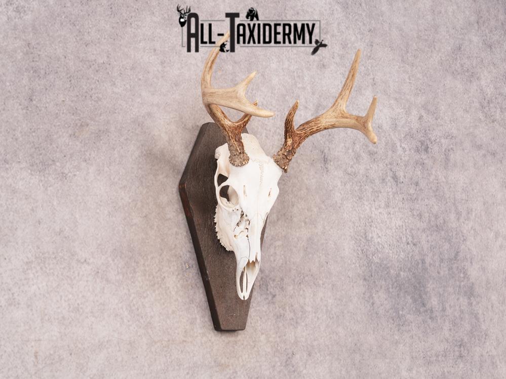 Whitetail Skull on Plaque SKU 3324 - Image 4