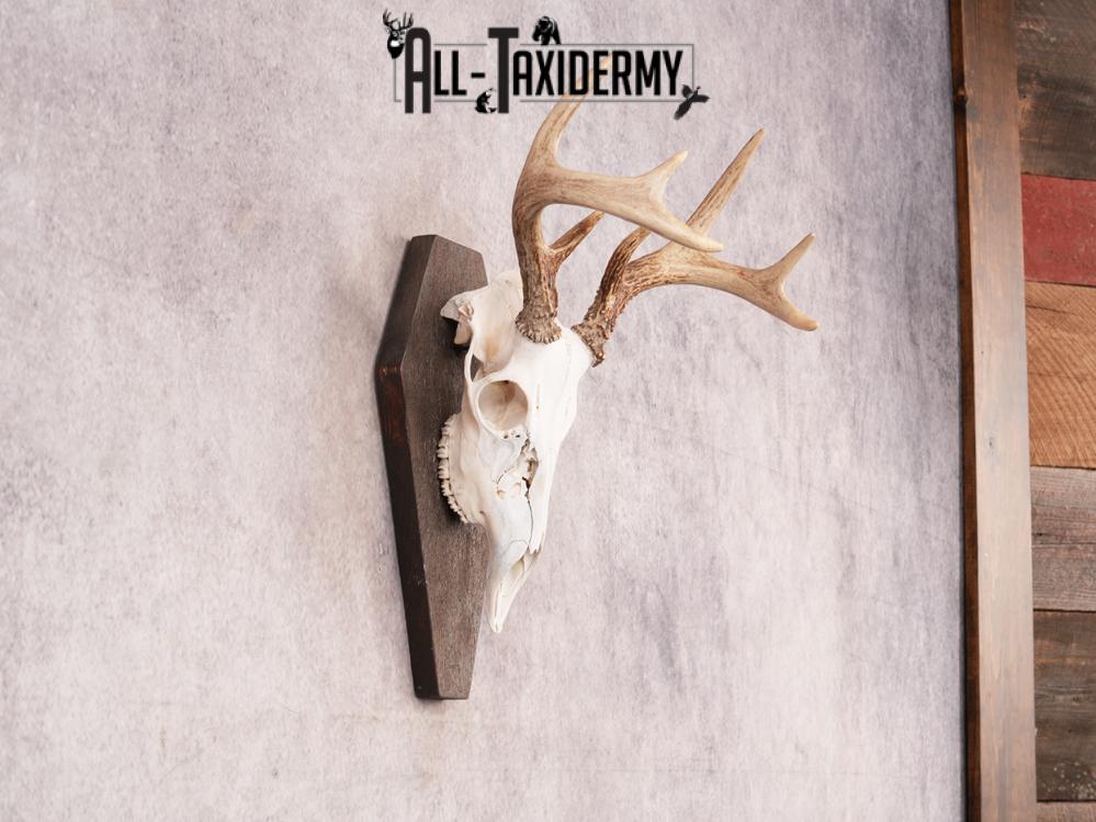 Whitetail Skull on Plaque SKU 3324 - Image 3