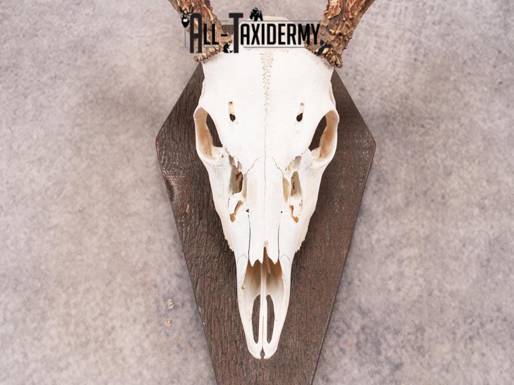 Whitetail Skull on Plaque SKU 3324 - Image 2