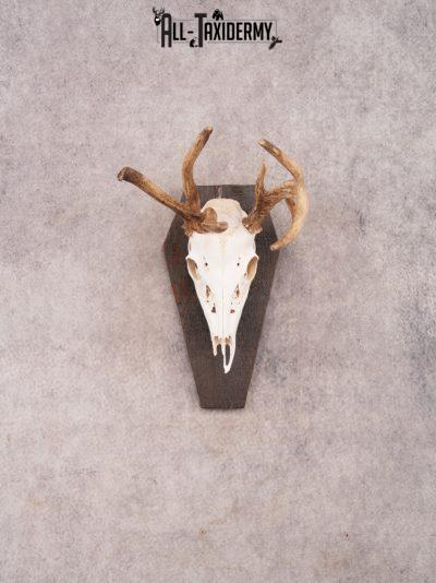 Whitetail Skull on Plaque SKU 3325