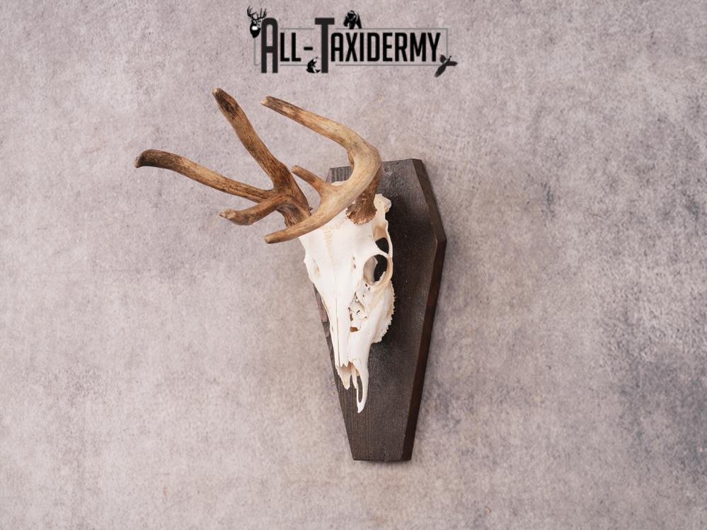 Whitetail Skull on Plaque SKU 3325 - Image 6