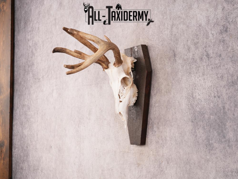 Whitetail Skull on Plaque SKU 3325 - Image 5