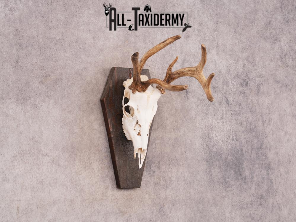 Whitetail Skull on Plaque SKU 3325 - Image 4