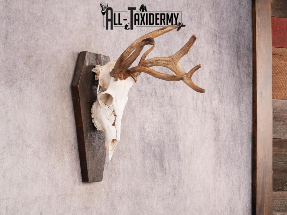 Whitetail Skull on Plaque SKU 3325 - Image 3