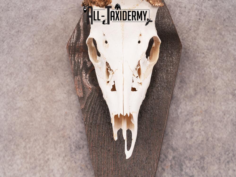 Whitetail Skull on Plaque SKU 3325 - Image 2