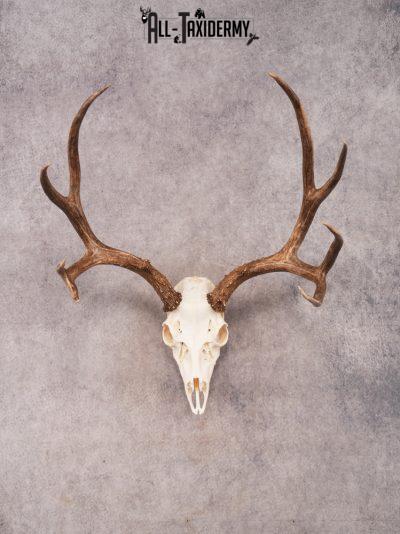 SKU 3407 Mule Deer Skull