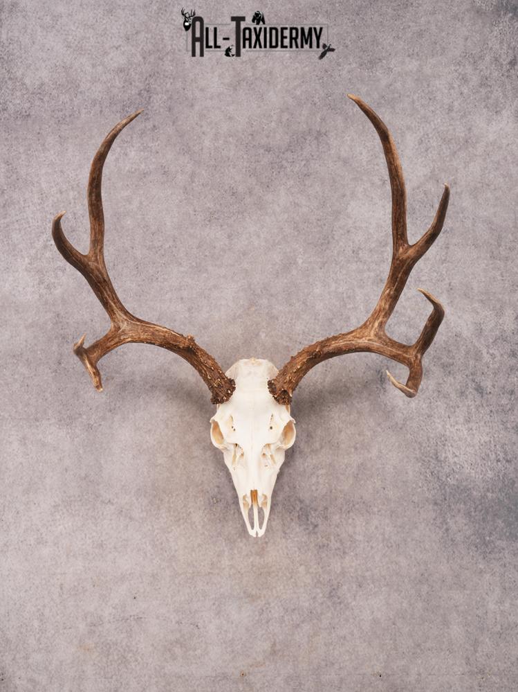 SKU 3407 Mule Deer Skull