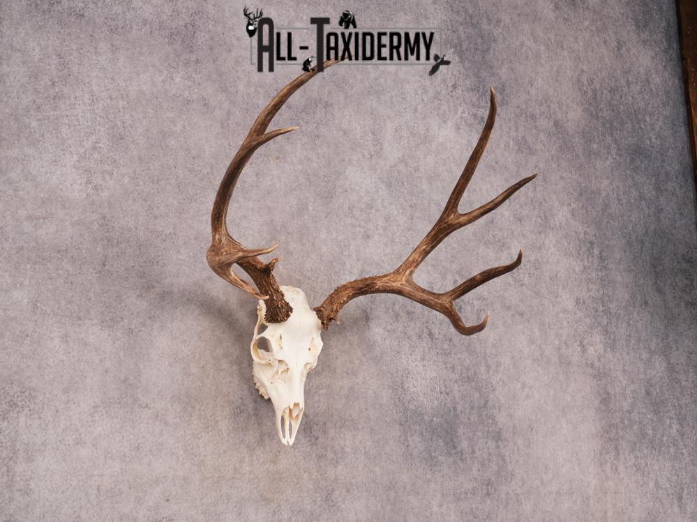 SKU 3407 Mule Deer Skull - Image 6