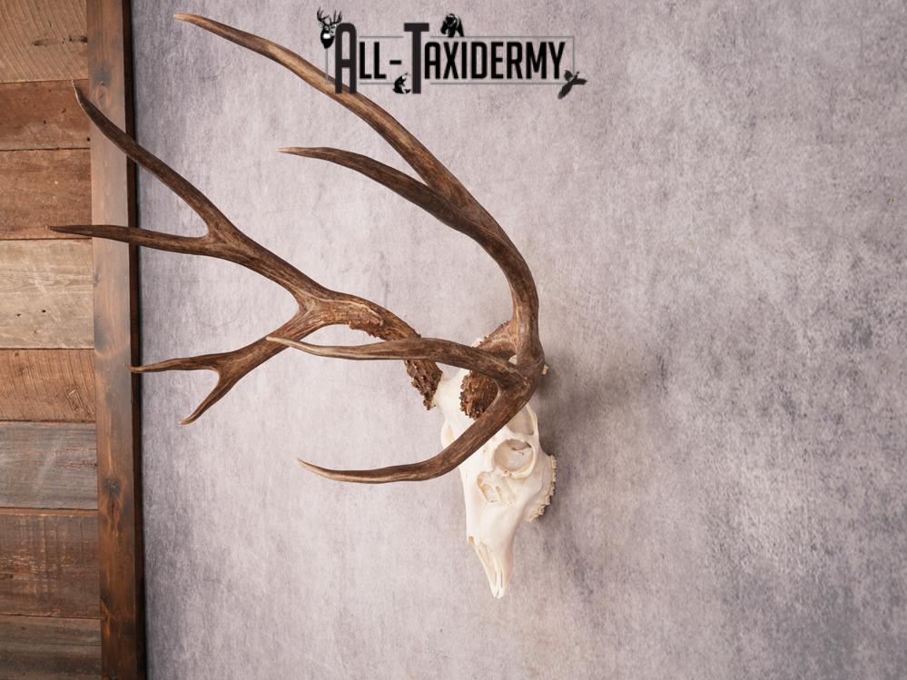 SKU 3407 Mule Deer Skull - Image 3