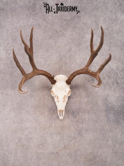 SKU 3409 Mule Deer Skull