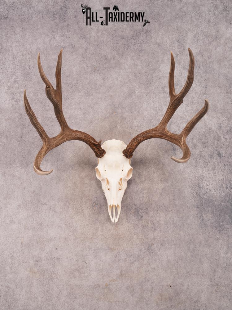 SKU 3409 Mule Deer Skull