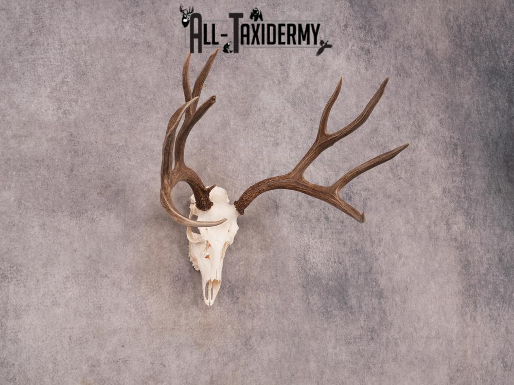 SKU 3409 Mule Deer Skull - Image 7