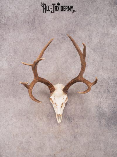SKU 3406 Mule Deer Skull