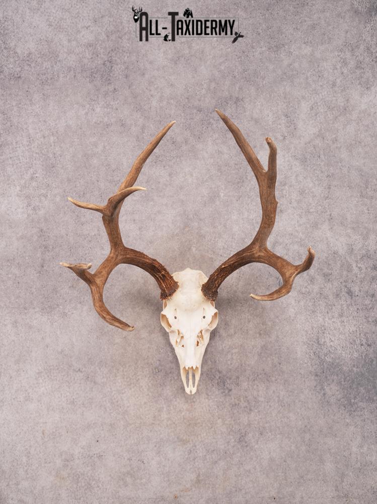 SKU 3406 Mule Deer Skull