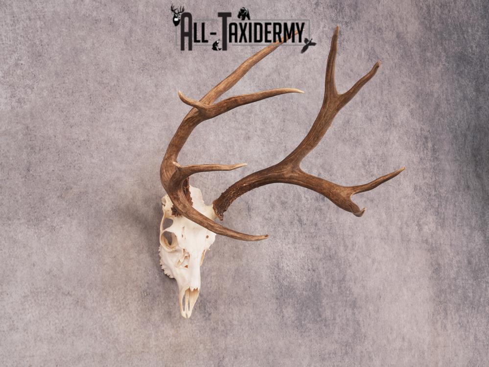SKU 3406 Mule Deer Skull - Image 6