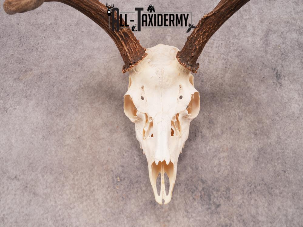 SKU 3406 Mule Deer Skull - Image 2