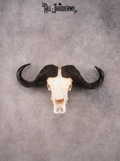 SKU 3394 African Cape Buffalo Skull
