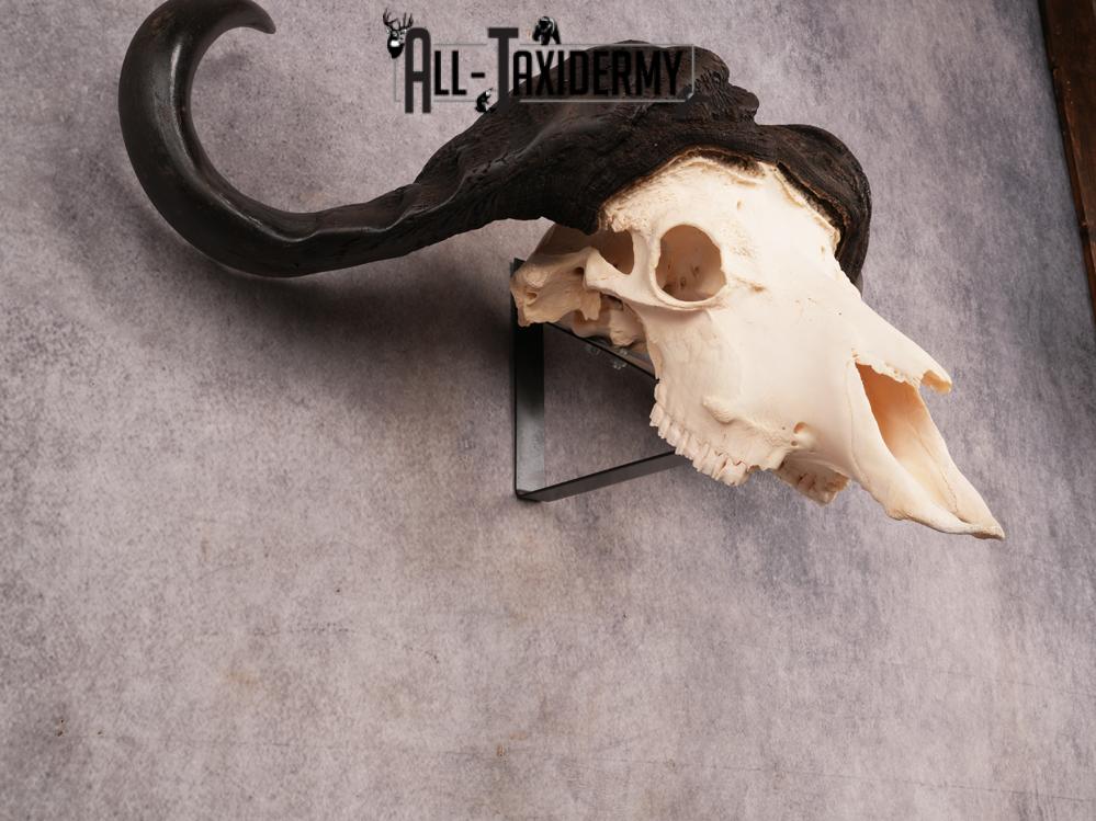 SKU 3394 African Cape Buffalo Skull - Image 6