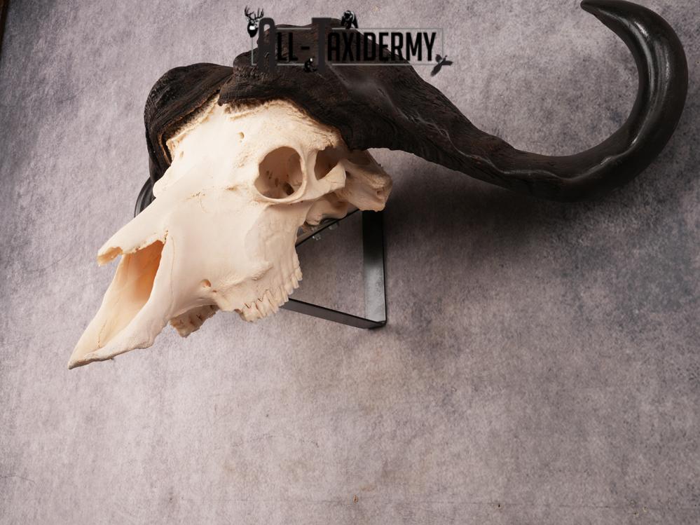 SKU 3394 African Cape Buffalo Skull - Image 5