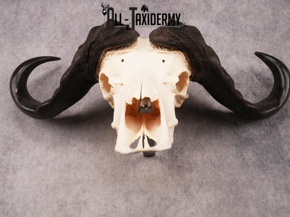SKU 3394 African Cape Buffalo Skull - Image 4