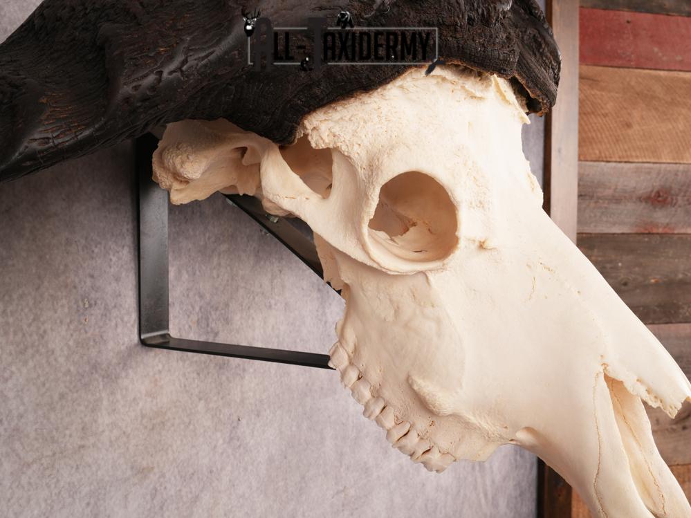 SKU 3394 African Cape Buffalo Skull - Image 2