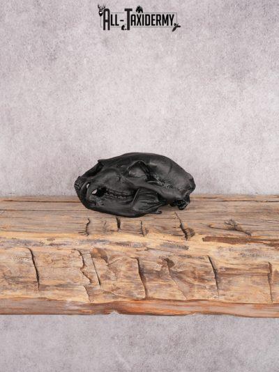 Bear Skull SKU 3323