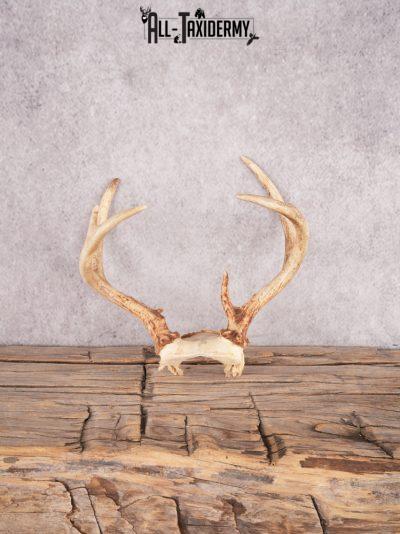 Whitetail deer skull cap SKU 3388