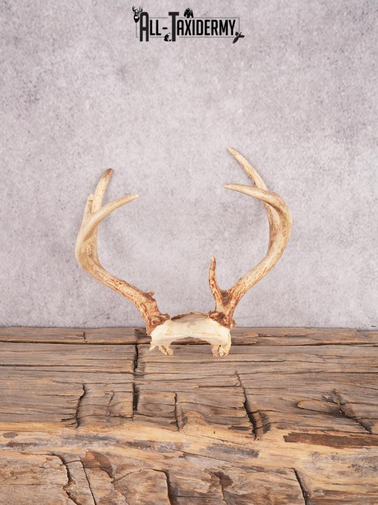 Whitetail deer skull cap SKU 3388