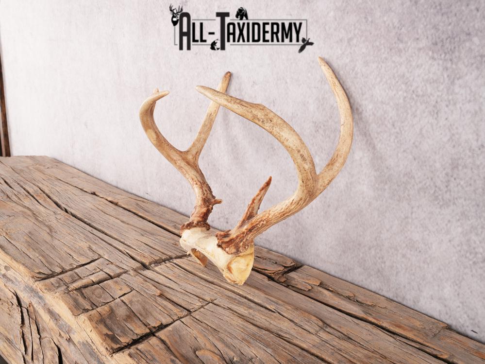 Whitetail deer skull cap SKU 3388 - Image 3