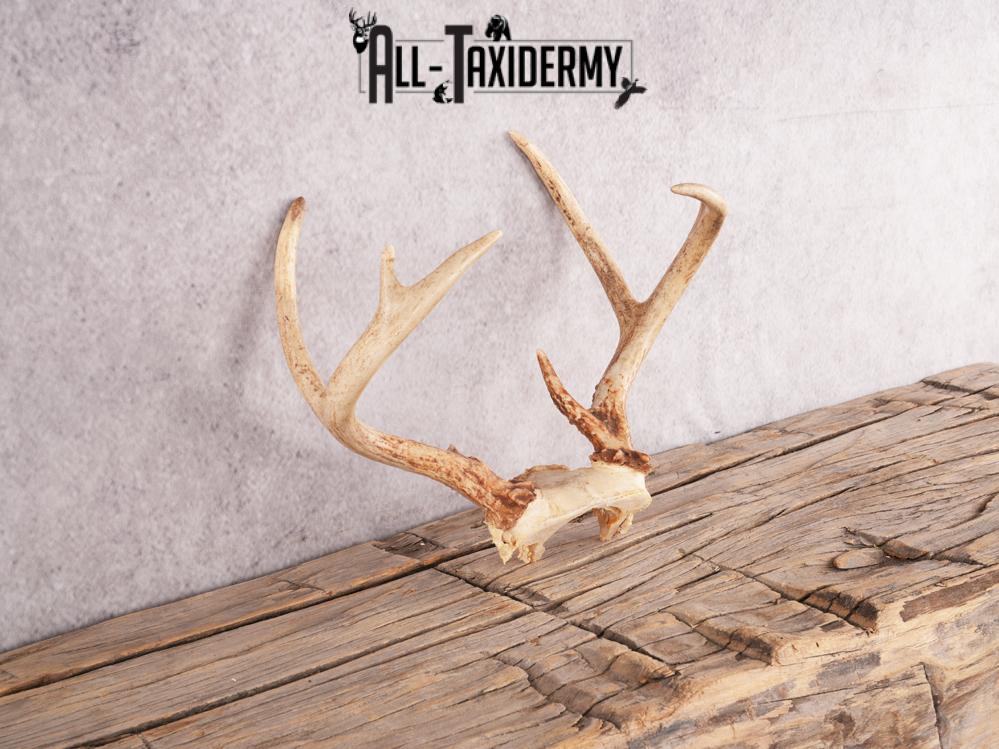 Whitetail deer skull cap SKU 3388 - Image 2