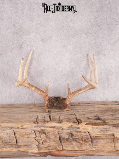 Whitetail deer skull cap SKU 3382