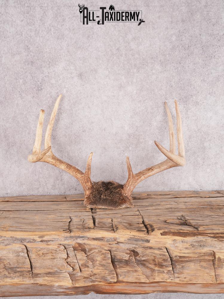 Whitetail deer skull cap SKU 3382