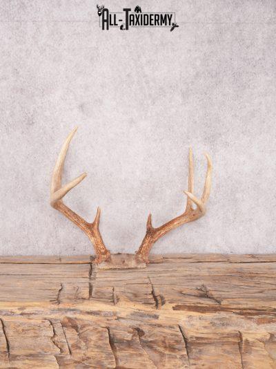 Whitetail deer skull cap SKU 3385