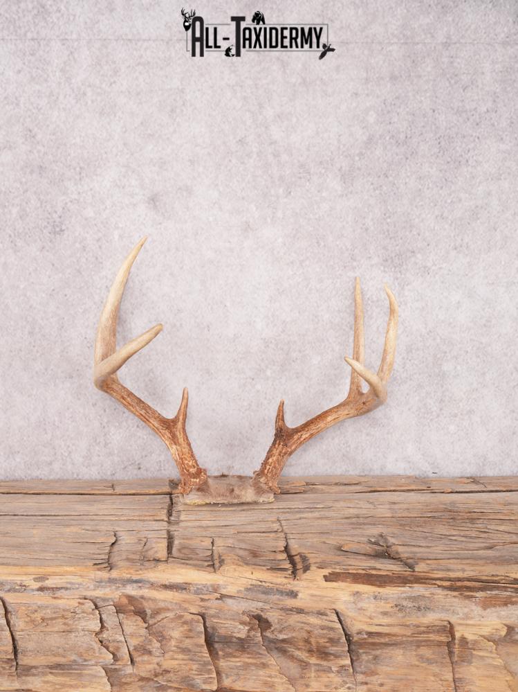 Whitetail deer skull cap SKU 3385