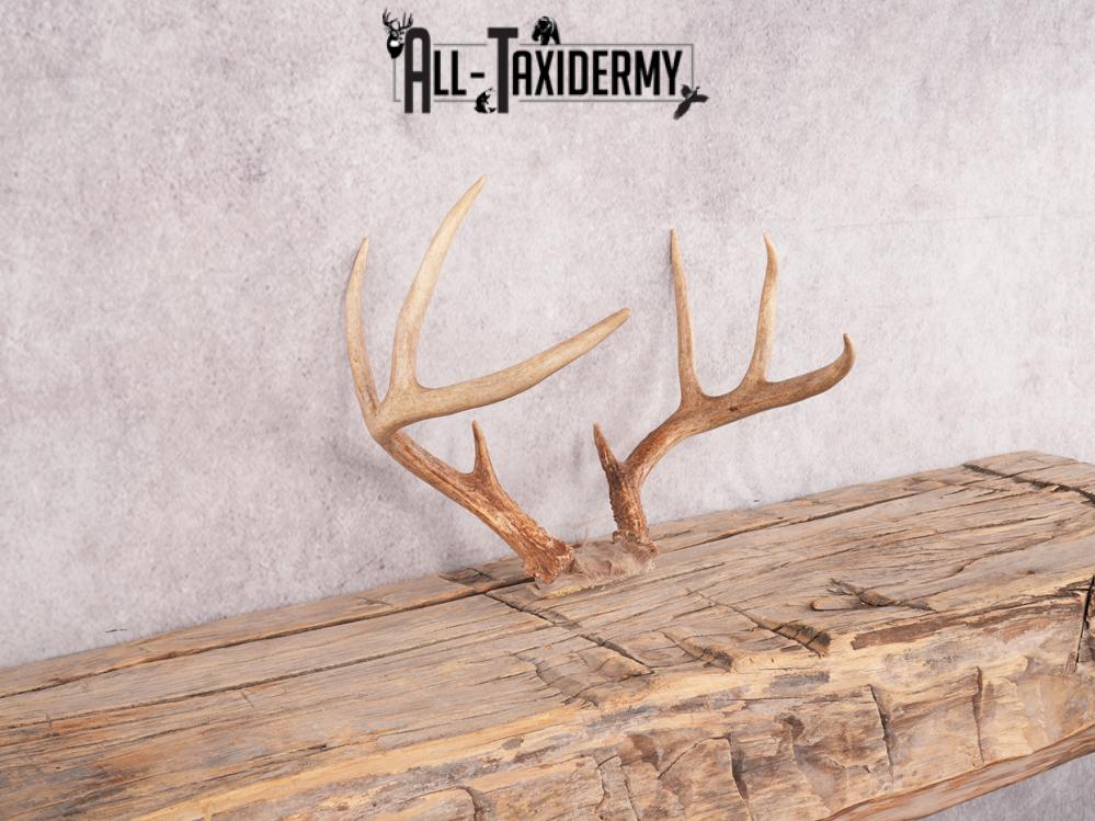 Whitetail deer skull cap SKU 3385 - Image 3