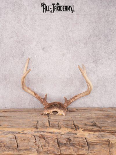 Whitetail deer skull cap SKU 3381