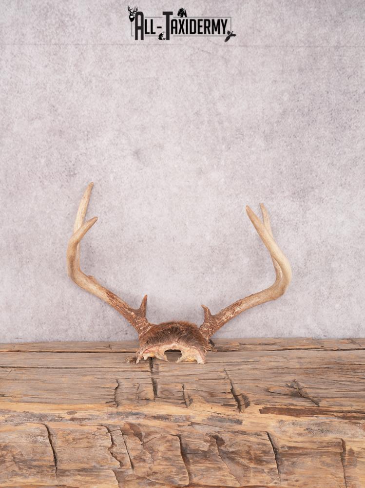 Whitetail deer skull cap SKU 3381