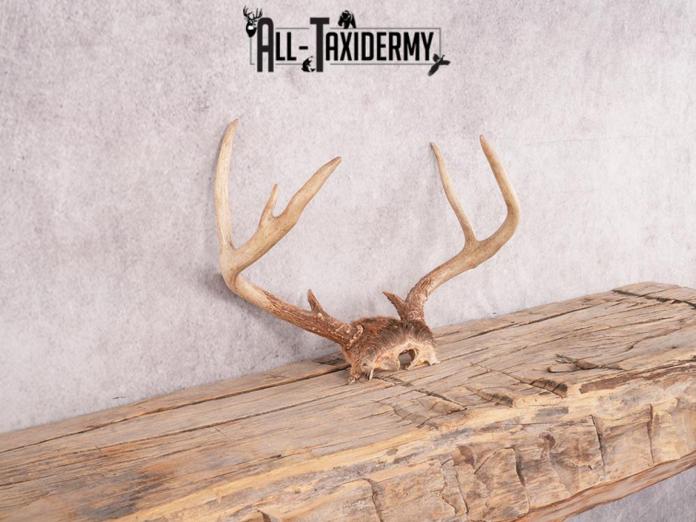 Whitetail deer skull cap SKU 3381 - Image 3