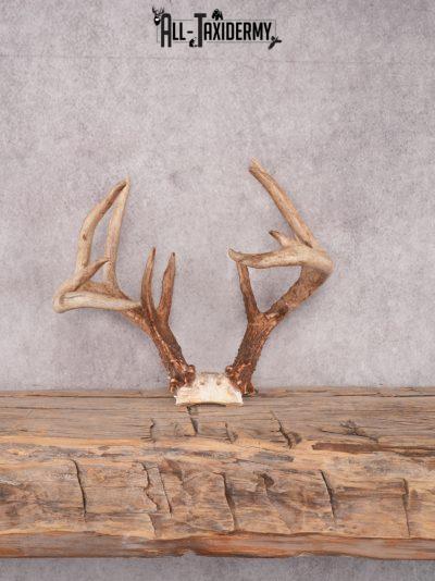 Whitetail Skull Cap Mount SKU 3348