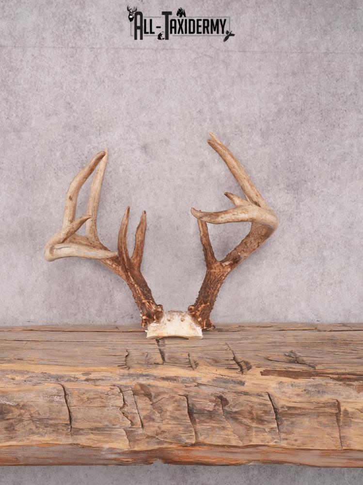 Whitetail Skull Cap Mount SKU 3348