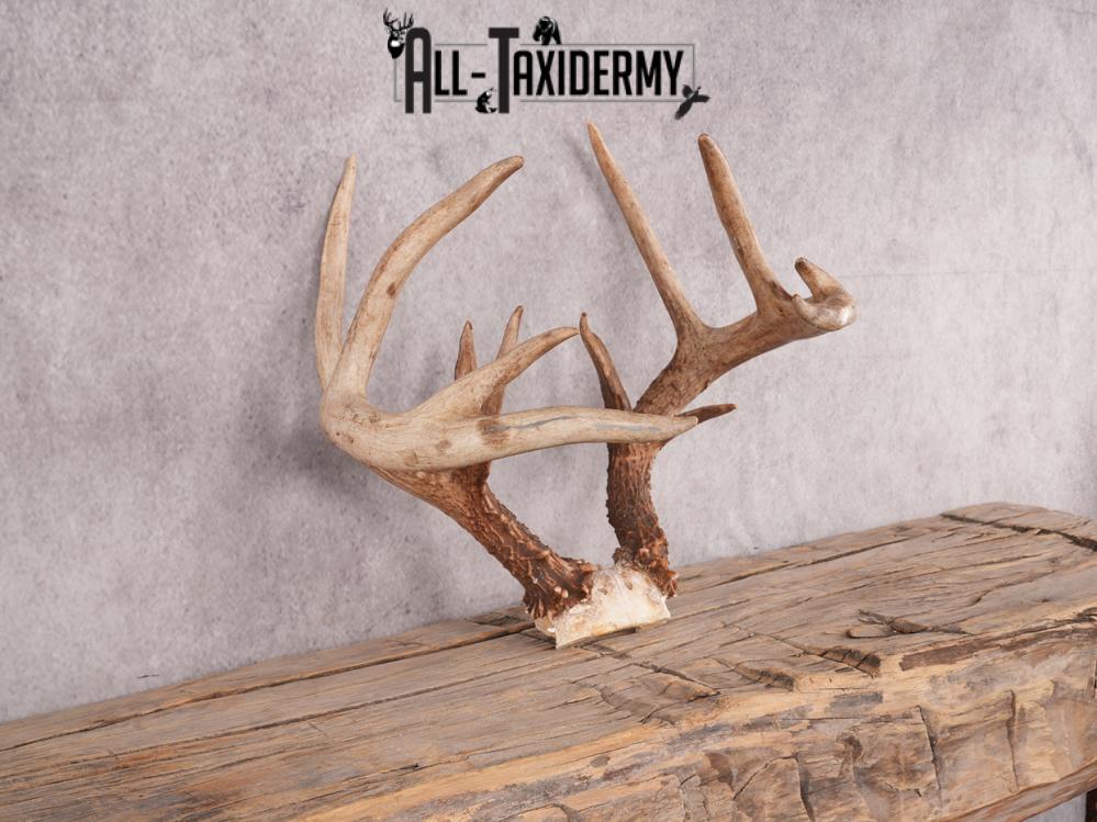 Whitetail Skull Cap Mount SKU 3348 - Image 3