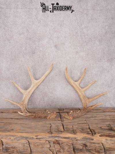 Whitetail deer antler cut offs SKU 3390