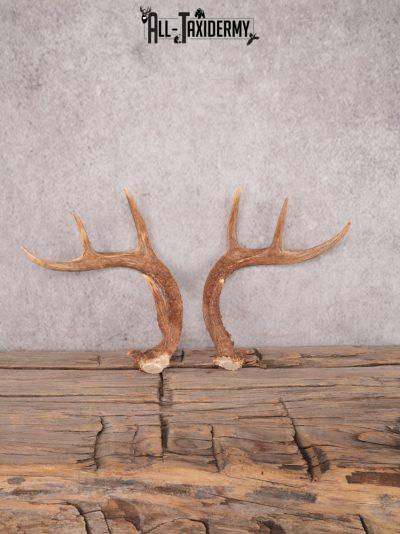 Whitetail Antler Cut Offs SKU 3389