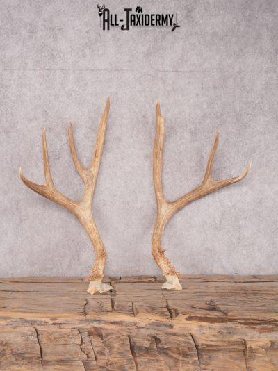 Mule Deer Broken Skull Antlers SKU 3375