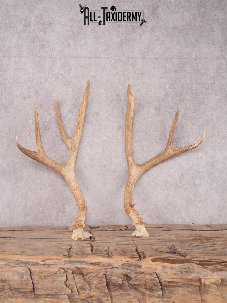 Mule Deer Broken Skull Antlers SKU 3375