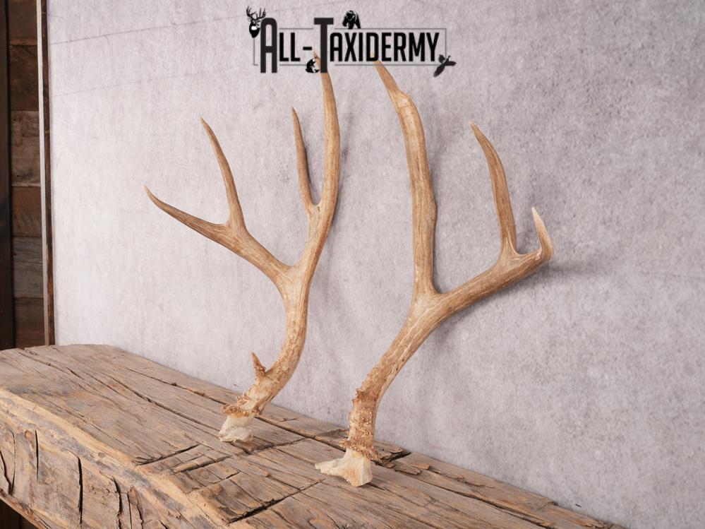 Mule Deer Broken Skull Antlers SKU 3375 - Image 6