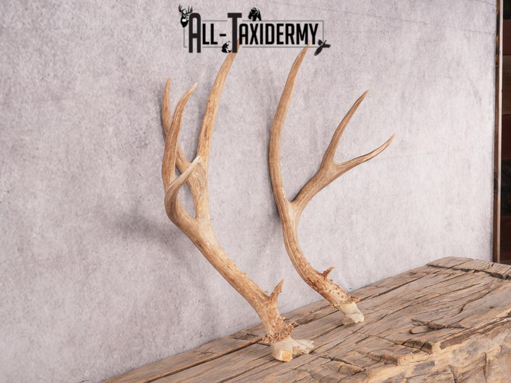 Mule Deer Broken Skull Antlers SKU 3375 - Image 5