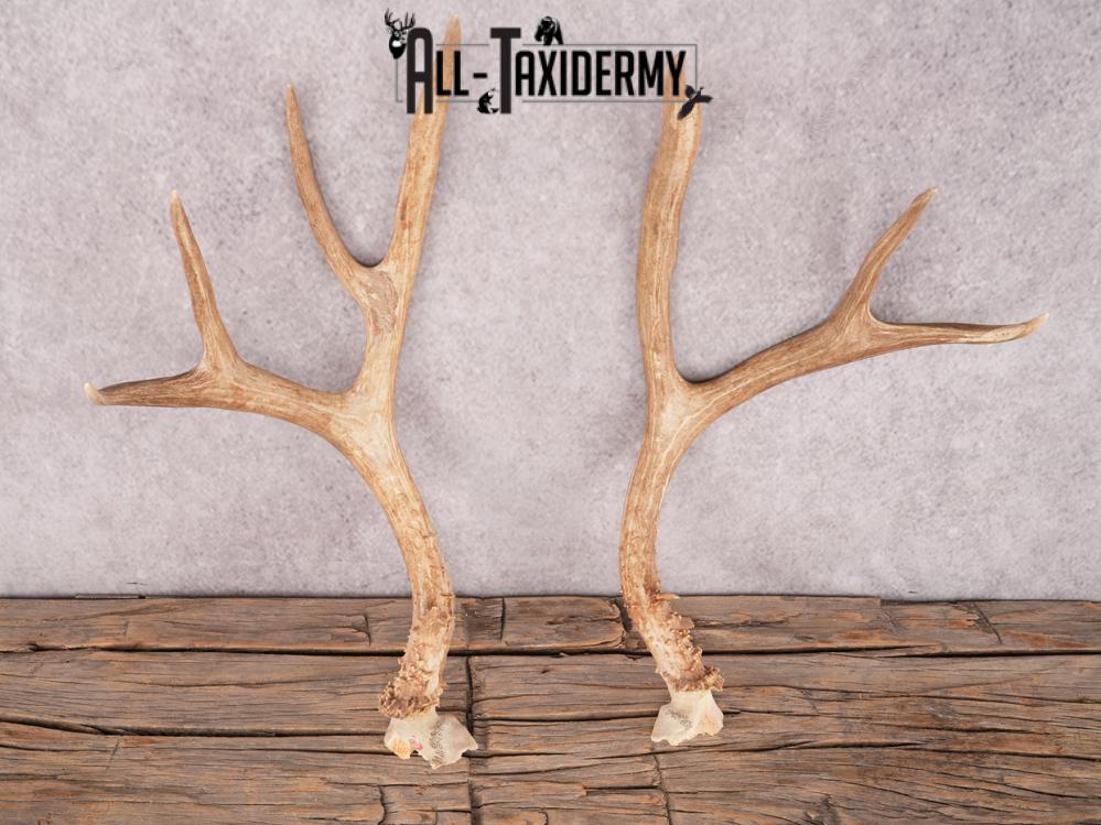 Mule Deer Broken Skull Antlers SKU 3375 - Image 4
