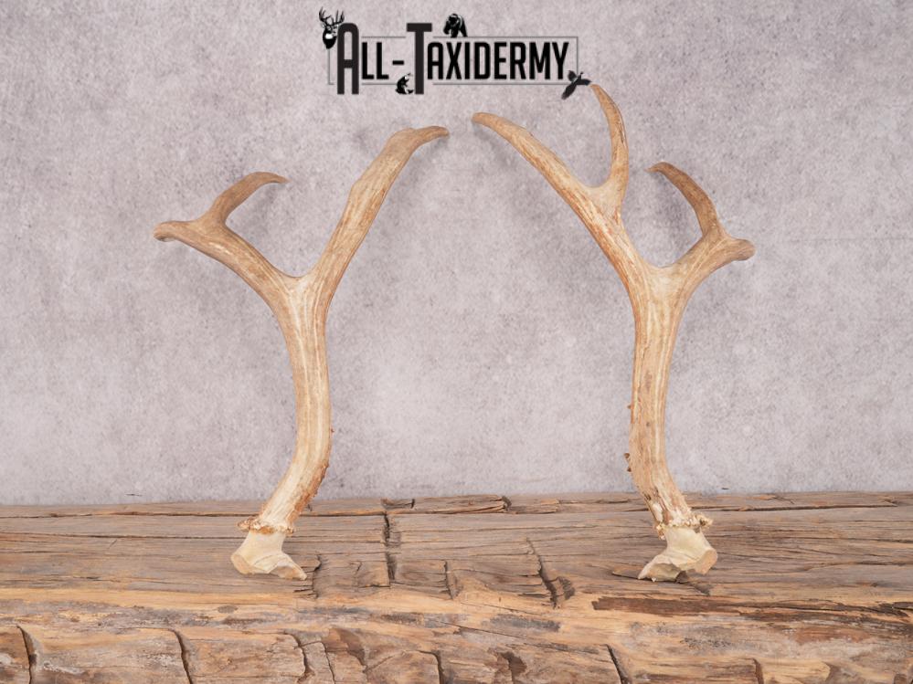 Mule Deer Broken Skull Antlers SKU 3375 - Image 3