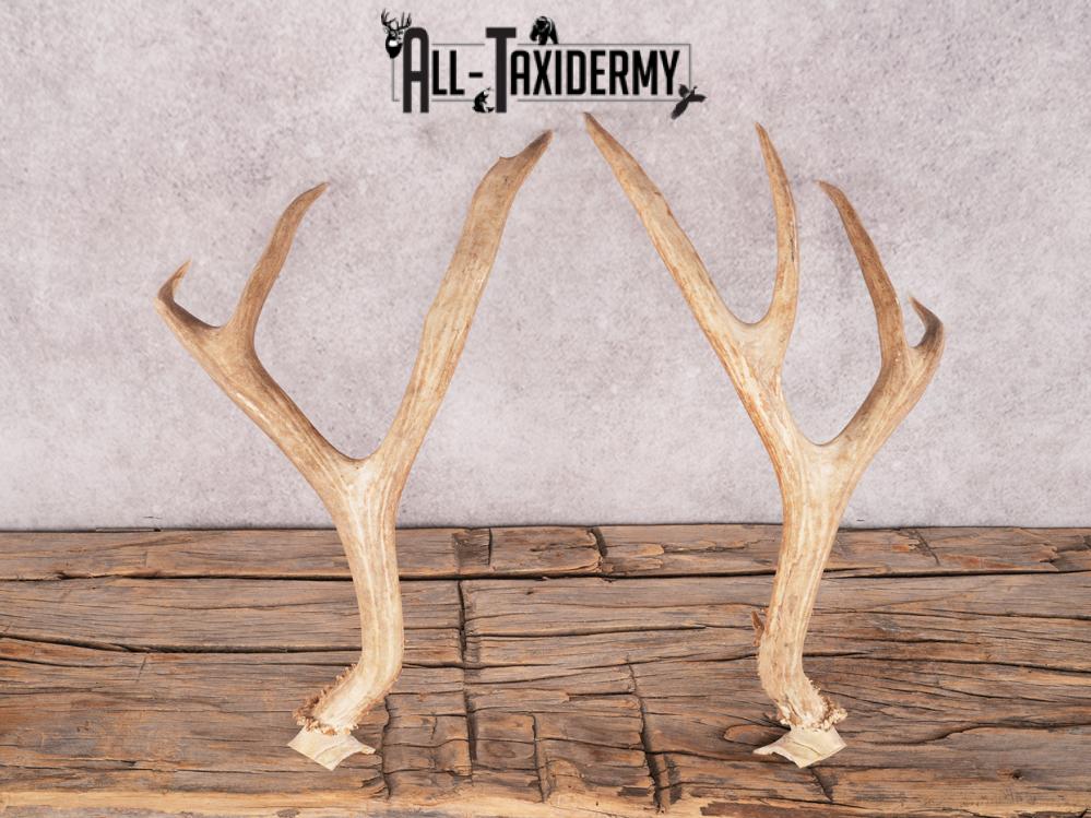 Mule Deer Broken Skull Antlers SKU 3375 - Image 2